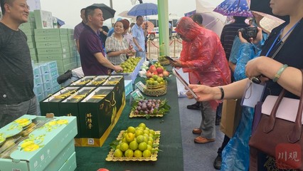 規(guī)劃建設蜂糖李產(chǎn)業(yè)10萬畝 渠縣將打造&ldquo;中國蜂糖李之鄉(xiāng)&rdquo;