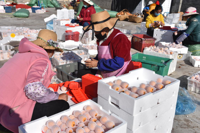 涼山德昌 疫情防控和農(nóng)產(chǎn)品銷售兩不誤，扎實(shí)做好疫情防控期間農(nóng)產(chǎn)品銷售工作